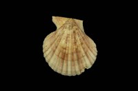 藏品(海扇蛤)的圖片